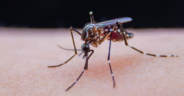 Isère. Une suspicion de cas de chikungunya à Claix : une démoustication programmée dans la nuit du 8 au 9 juillet