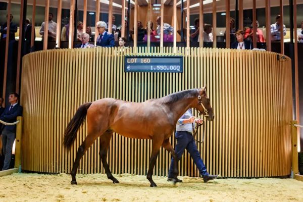 La Normandie mise gros sur l'économie du cheval
