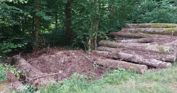 Vosges. Charmes : du bois volé à la commune pour la troisième fois