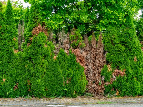 Les thuyas deviennent marron et tout secs : voici ce qu'il faut faire avant qu'il ne soit trop tard