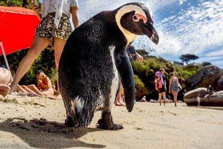 Boulders Beach, la plage aux pingouins de Simon's Town