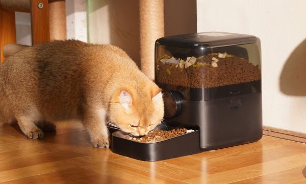 J'ai utilisé le OneIsAll : un distributeur intelligent qui facilite la vie des propriétaires de chats
