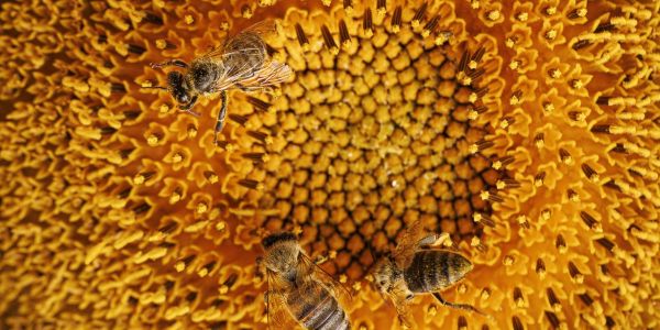 Chaos à Aurillac: Une attaque massive d'abeilles a semé la panique en France