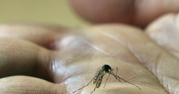 Santé. Chikungunya dans la région : "Partout où le moustique tigre existe, il y a un risque”