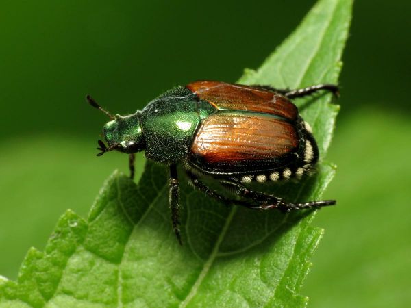 Le scarabée japonais, espèce invasive, détecté en France