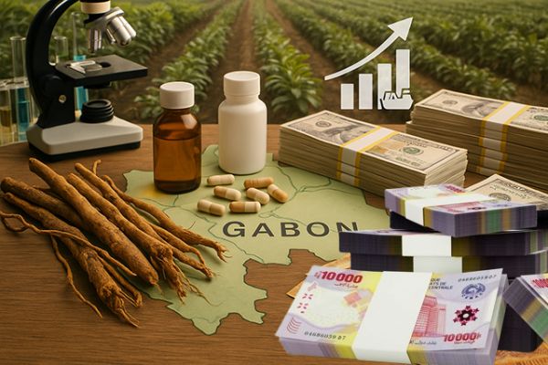 Iboga – Or vert du Bwiti : 167 milliards de francs CFA à portée de racine