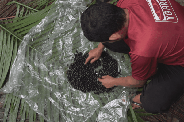 SÉRIE. Le wassaï au Brésil : face au succès international, le projet d'un cultivateur local pour préserver la tradition