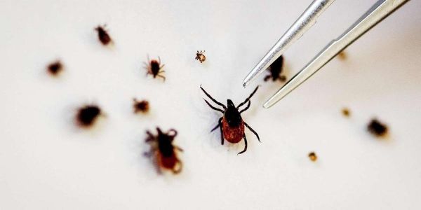 Santé : qu'est-ce que l'encéphalite à tiques, dont les cas risquent d'augmenter en France ?