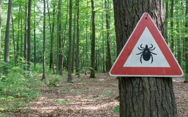 De l'Alsace à l'Auvergne : l'encéphalite à tiques gagne du terrain en France