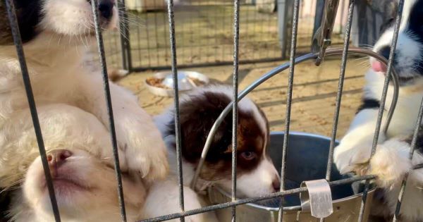 Hottviller. Trafic de chiots : des peines de prison et des interdictions d'exercer prononcées