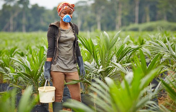 Olam Palm Gabon recrute 315 stagiaires sans diplôme