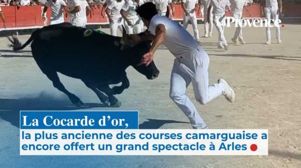 Cocarde d'Or : le rêve de gloire pour Rincon (Caillan) et Zekraoui dans les arènes d'Arles