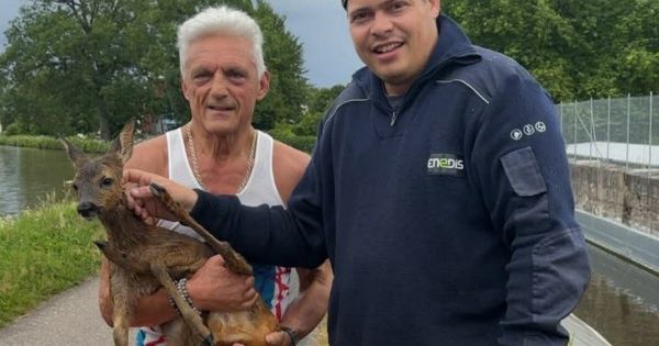 Vosges. Un faon sauvé de la noyade par un jogger et deux agents d'Enedis à Thaon-les-Vosges