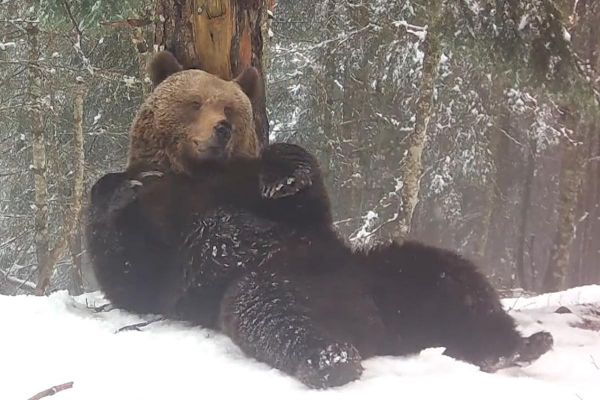 De nouvelles images d'ours dans les Pyrénées