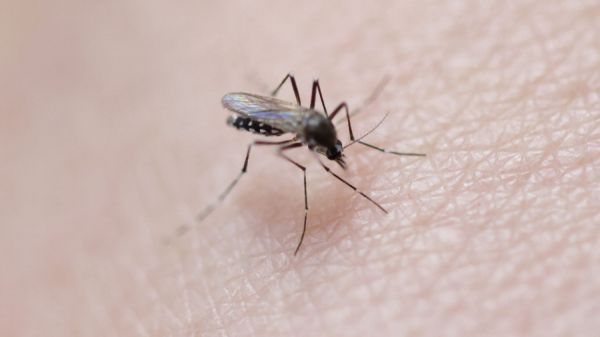 Chikungunya : dix cas autochtones détectés dans un même quartier de Salon-de-Provence