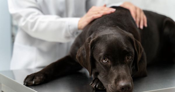 Animaux. La leishmaniose canine : comprendre pour mieux prévenir