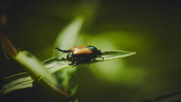 Il peut causer des ravages et vient d'être détecté en France : qu'est-ce que le scarabée japonais, ce nuisible qui doit être impérativement éradiqué ?