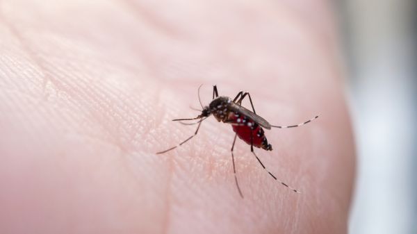 Un nouveau cas de chikungunya à Lambesc après 11 cas autochtones, les services de santé lancent leur plan d'alerte
