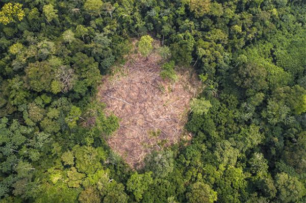Criminalité environnementale et conflit homme-faune : Libreville au cœur de la préservation du Bassin du Congo