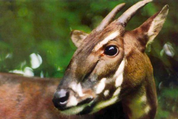La « licorne asiatique » pourrait survivre grâce à un mix génétique inédit
