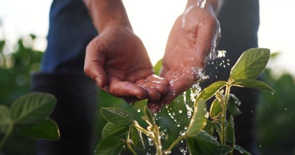 Comment garder vos plantes hydratées pendant vos vacances ?