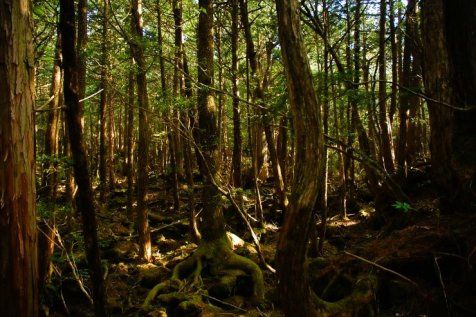 Aokigahara : la forêt où les âmes perdues s'éteignent en silence