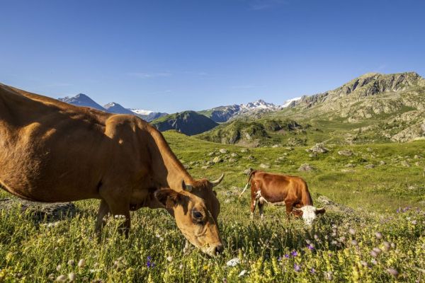 Dermatose nodulaire en Savoie : des vaccins en provenance d'Afrique du Sud toujours attendus, 62 bovins déjà abattus