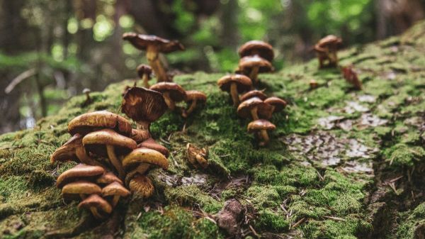 Les Chinois aiment tellement aller aux champignons qu'ils sont en train de détruire les écosystèmes locaux
