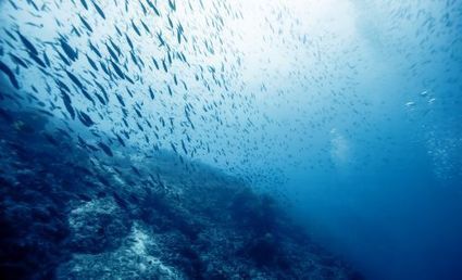 On aurait retrouvé les restes d'un océan perdu en Méditerranée | Biodiversité