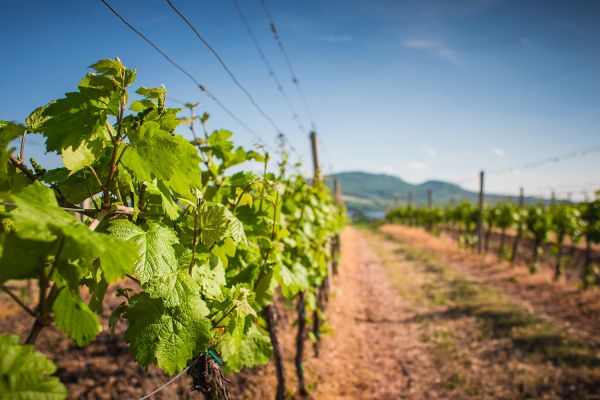 ERP : quelle utilité pour les professionnels du vin ? - Cap Vision