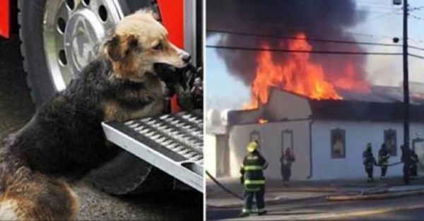 Des pompiers éteignent un incendie, lorsque le chien de famille apporte ceci dans son museau...