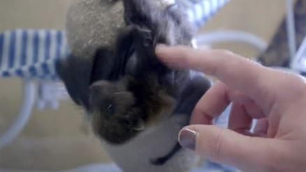 VIDEO. Etats-Unis : un bébé chauve-souris sauvé en Californie