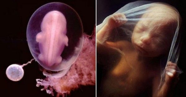 22 photos bluffantes qui illustrent la naissance d'un bébé, étape par étape