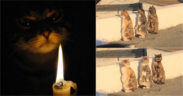 23 photos qui prouvent que les chats conspirent en secret pour nous détruire - Animaaaaals