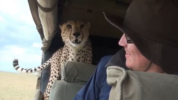 Un guépard sauvage rentre dans une voiture pendant un Safari