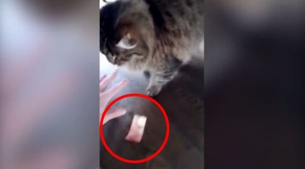 VIDEO. Quand un chat vole un billet de 10 euros