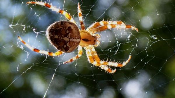 Protéine de venin d'araignée pour protéger le cerveau après un AVC