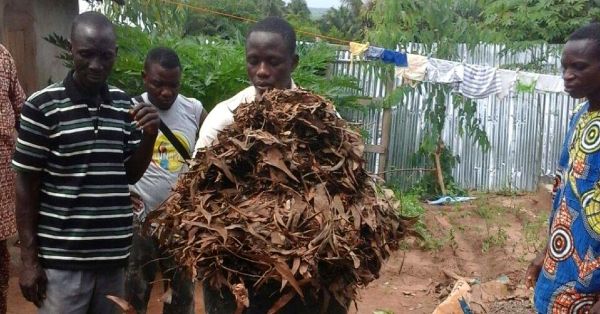 À la fois pesticide et engrais, ce compost naturel fait des miracles au Bénin - présentinfos.over-blog.com