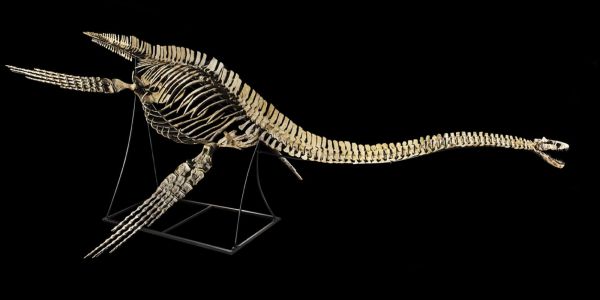 Le squelette du dinosaure marin vient d'être restitué au Maroc