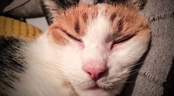 Charente: Des chats seraient persécutés par un habitant de Julienne