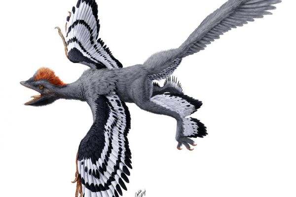 Paléontologie. Découverte d'une nouvelle espèce de dinosaures à plumes