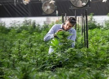 L’Université de Jérusalem lance un centre de recherches sur le cannabis médical | CannaNews by goOk aka w33d Addict