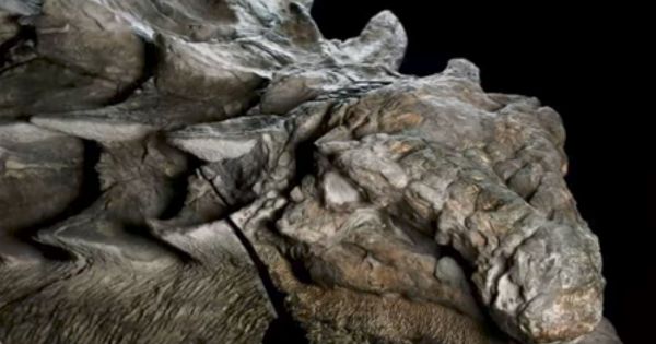 Voici le fossile de dinosaure le mieux conservé de tous les temps !