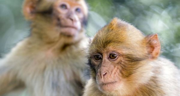 France : des macaques euthanasiés après la fermeture d’un parc animalier