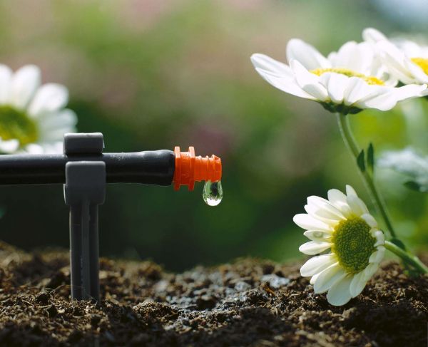 Plantes en pot : 10 solutions pour réduire l'arrosage
