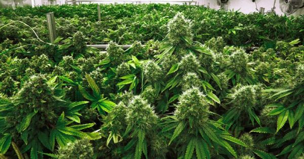Nouvelle Zélande : Le gouvernement annonce l'accès au cannabis médical - Newsweed