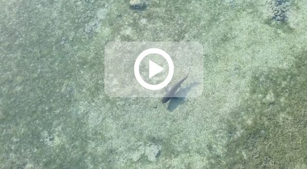 Ermitage: Le requin juvénile filmé par un drone