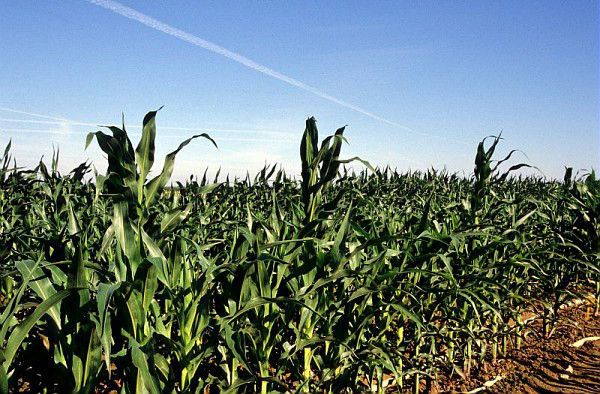 Exploiter la diversité génétique du maïs : de l'intérêt de la composition métabolique des feuilles durant le remplissage des grains - AGRICULTURE ET NOUVELLES TECHNOLOGIES