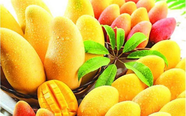 Manger des mangues va débarrasser les cellules cancéreuses de votre corps