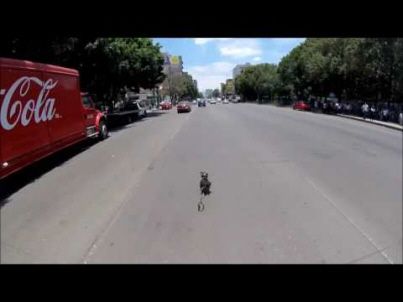 L'incroyable course d'un petit chien au milieu des voitures